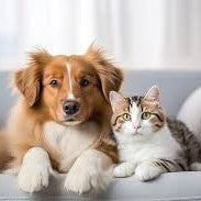 Are Wax Warmers Safe for Cats? A Pet-Friendly Guide to Candle Warmers