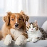 What’s the Best Wax Warmer for Pets?